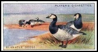 16 Bernacle Goose